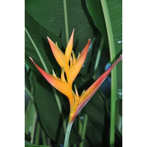 2 Heliconia Psittacorum Live Plants - 4-8 Inch Red Orange Rhizomes