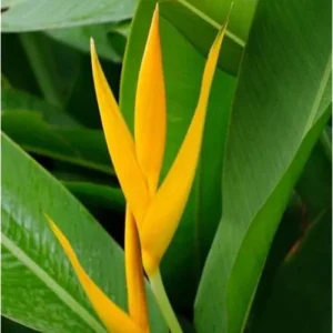2 Heliconia Psittacorum Live Plants - 4 to 8 Inch Golden Rhizomes