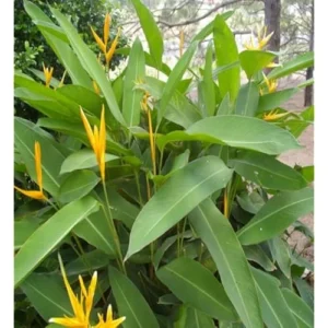2 Heliconia Psittacorum Live Plants - 4 to 8 Inch Golden Rhizomes