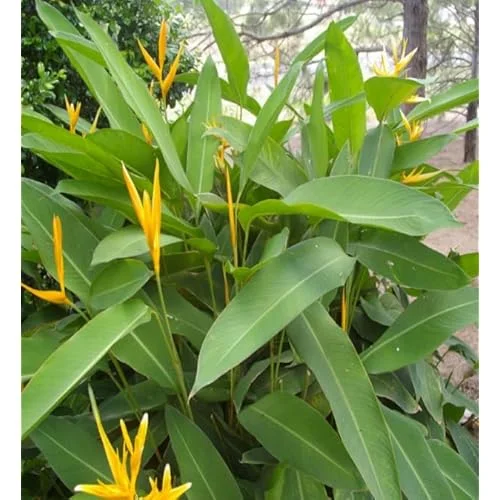 2 Heliconia Psittacorum Live Plants - 4 to 8 Inch Golden Rhizomes