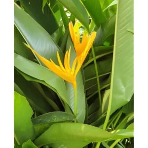 2 Heliconia Psittacorum Live Plants - 4 to 8 Inch Golden Rhizomes