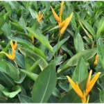 2 Heliconia Psittacorum Live Plants - 4 to 8 Inch Golden Rhizomes