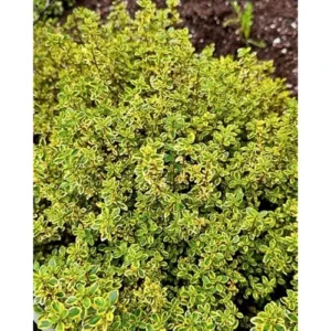 2 Lemon Thyme Variegated Plants - Green Yellow Lemon Thyme - 4-6 Inch Tall - Ready to Grow