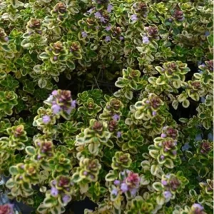2 Lemon Thyme Variegated Plants - Green Yellow Lemon Thyme - 4-6 Inch Tall - Ready to Grow