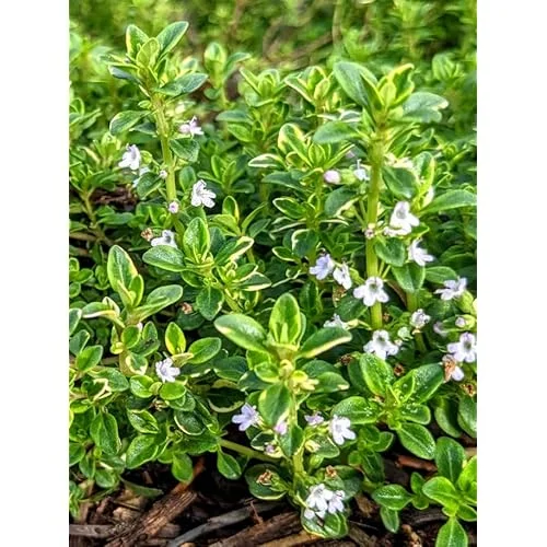 2 Lemon Thyme Variegated Plants - Green Yellow Lemon Thyme - 4-6 Inch Tall - Ready to Grow