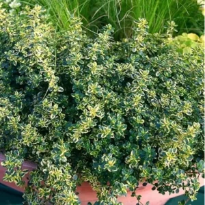 2 Lemon Thyme Variegated Plants - Green Yellow Lemon Thyme - 4-6 Inch Tall - Ready to Grow