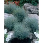 2 Live Blue Fescue Grass Plants - 4 to 6 Inches Tall - Hardy Ornamental Grass
