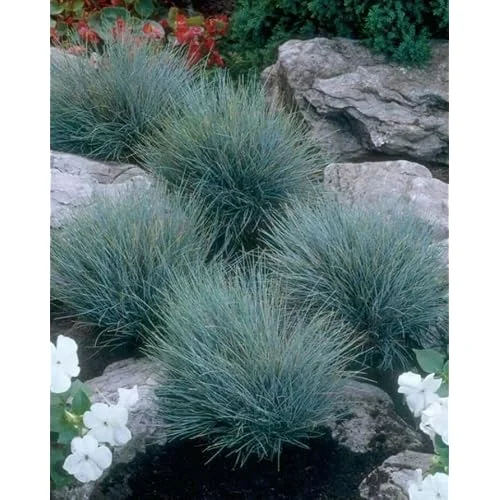2 Live Blue Fescue Grass Plants - 4 to 6 Inches Tall - Hardy Ornamental Grass