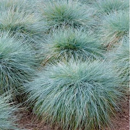 2 Live Blue Fescue Grass Plants - 4 to 6 Inches Tall - Hardy Ornamental Grass