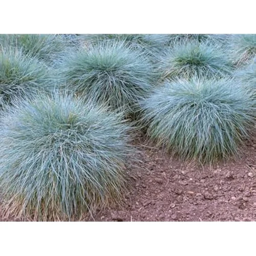 2 Live Blue Fescue Grass Plants - 4 to 6 Inches Tall - Hardy Ornamental Grass