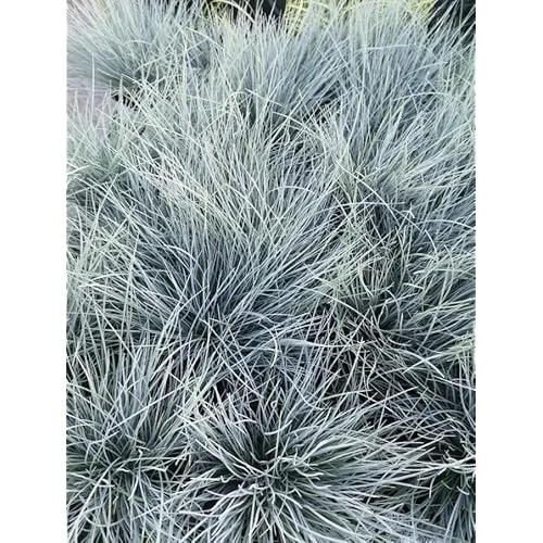 2 Live Blue Fescue Grass Plants - 4 to 6 Inches Tall - Hardy Ornamental Grass