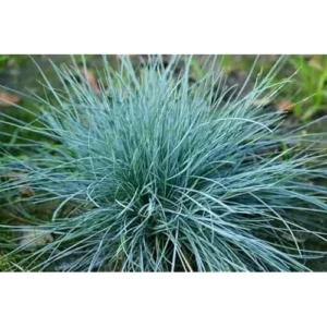 2 Live Blue Fescue Grass Plants - 4 to 6 Inches Tall - Hardy Ornamental Grass
