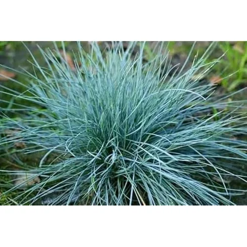2 Live Blue Fescue Grass Plants - 4 to 6 Inches Tall - Hardy Ornamental Grass