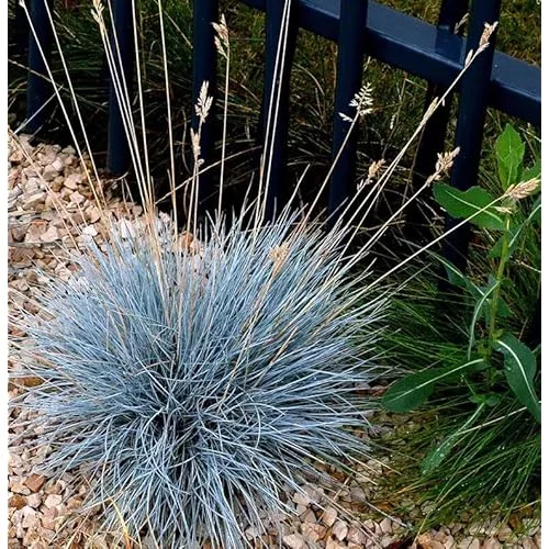 2 Live Blue Fescue Grass Plants - 4 to 6 Inches Tall - Hardy Ornamental Grass