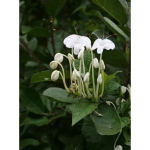 2 Live Clerodendrum Plants Clerodendrum Musical Note Plant- 4 Inch Pot - White Flowering Shrub - Ships No Pot
