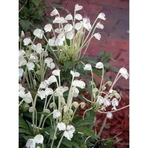 2 Live Clerodendrum Plants Clerodendrum Musical Note Plant- 4 Inch Pot - White Flowering Shrub - Ships No Pot