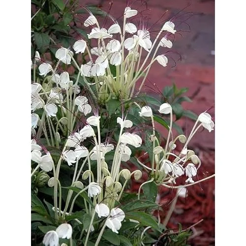 2 Live Clerodendrum Plants Clerodendrum Musical Note Plant- 4 Inch Pot - White Flowering Shrub - Ships No Pot