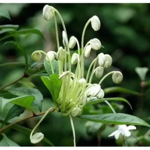 2 Live Clerodendrum Plants Clerodendrum Musical Note Plant- 4 Inch Pot - White Flowering Shrub - Ships No Pot