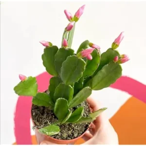 2 Live Colorful Easter Cactus - 5-6 Inch Rhipsalidopsis Spring Cactus