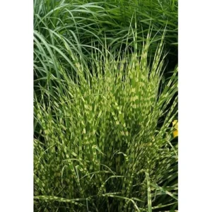 2 Live Gold Grass Plants, Golden Variegated Miscanthus, Ready to Grow