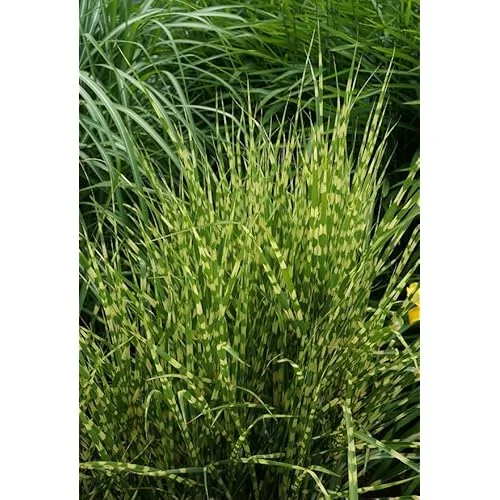 2 Live Gold Grass Plants, Golden Variegated Miscanthus, Ready to Grow