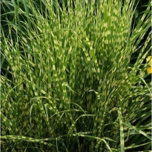 2 Live Gold Grass Plants, Golden Variegated Miscanthus, Ready to Grow