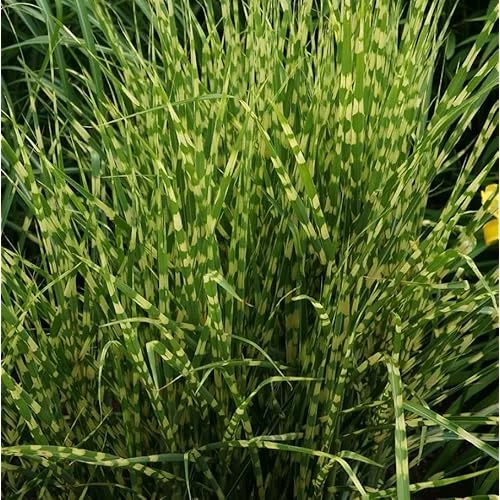 2 Live Gold Grass Plants, Golden Variegated Miscanthus, Ready to Grow