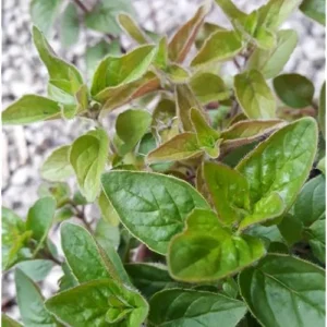 2 Live Hot and Spicy Oregano Plants - 4 to 6 Inch Tall - Fragrant & Hardy