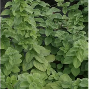 2 Live Hot and Spicy Oregano Plants - 4 to 6 Inch Tall - Fragrant & Hardy