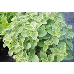 2 Live Hot and Spicy Oregano Plants - 4 to 6 Inch Tall - Fragrant & Hardy