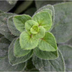 2 Live Hot and Spicy Oregano Plants - 4 to 6 Inch Tall - Fragrant & Hardy