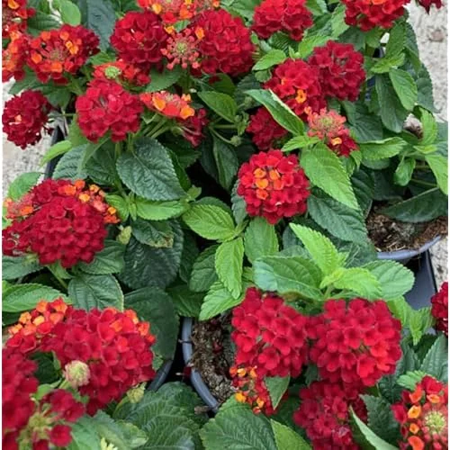 2 Live Lantana Plants - 4 to 6 Inch - Red Flowering Garden Shrub