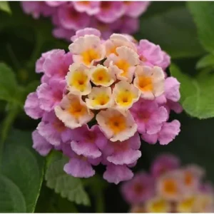 2 Live Lantana Plants - 4 to 6 Inches - Pink Lantana - Garden Shrub
