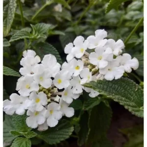 2 Live Lantana Plants - White Lantana Shrub - Summer Flowers- Lantana Camara Plants