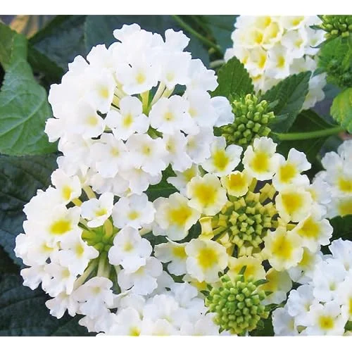 2 Live Lantana Plants - White Lantana Shrub - Summer Flowers- Lantana Camara Plants