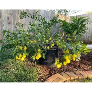 2 Live Lemon Trees Meyers Variety 2-3 Inch Tall Cold Hardy Yellow Lemon Plants