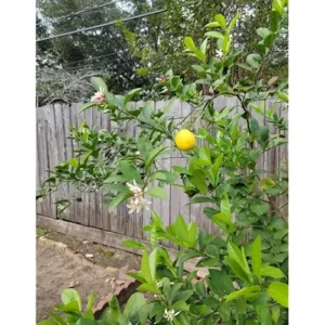 2 Live Lemon Trees Meyers Variety 2-3 Inch Tall Cold Hardy Yellow Lemon Plants