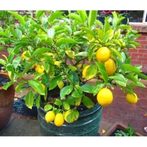 2 Live Lemon Trees Meyers Variety 2-3 Inch Tall Cold Hardy Yellow Lemon Plants