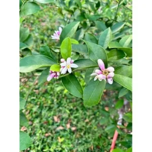 2 Live Lemon Trees Meyers Variety 2-3 Inch Tall Cold Hardy Yellow Lemon Plants