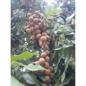 2 Live Longan Tree Plants Brown Longan Plants Dimocarpus Longan Plants 8 to 16 Inch Tall,Ready to Grow