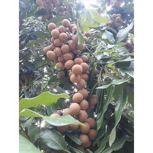 2 Live Longan Tree Plants Brown Longan Plants Dimocarpus Longan Plants 8 to 16 Inch Tall,Ready to Grow