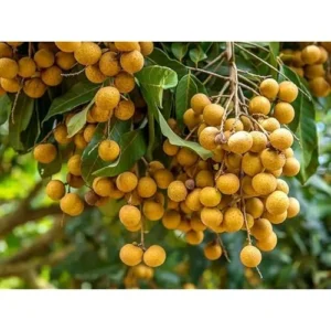 2 Live Longan Tree Plants Brown Longan Plants Dimocarpus Longan Plants 8 to 16 Inch Tall,Ready to Grow