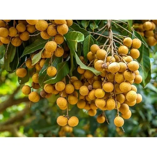2 Live Longan Tree Plants Brown Longan Plants Dimocarpus Longan Plants 8 to 16 Inch Tall,Ready to Grow