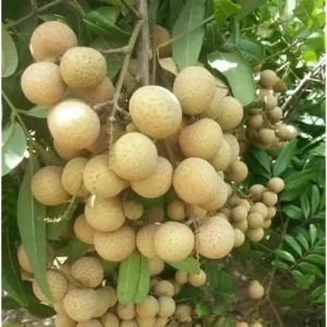 2 Live Longan Tree Plants Brown Longan Plants Dimocarpus Longan Plants 8 to 16 Inch Tall,Ready to Grow