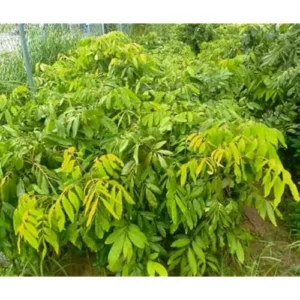 2 Live Longan Tree Plants Brown Longan Plants Dimocarpus Longan Plants 8 to 16 Inch Tall,Ready to Grow