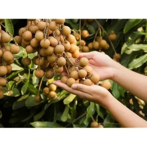 2 Live Longan Tree Plants Brown Longan Plants Dimocarpus Longan Plants 8 to 16 Inch Tall,Ready to Grow