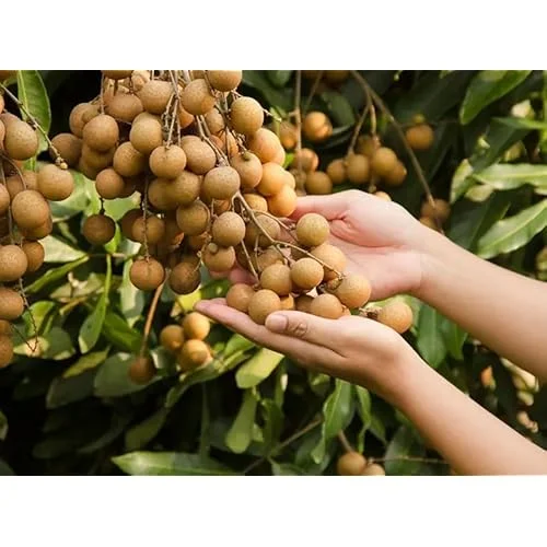2 Live Longan Tree Plants Brown Longan Plants Dimocarpus Longan Plants 8 to 16 Inch Tall,Ready to Grow