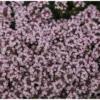 2 Live Mother of Thyme Plants - 3-6" Pink Creeping Thyme - Perennial Groundcover