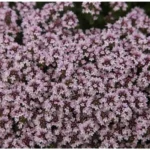 2 Live Mother of Thyme Plants - 3-6" Pink Creeping Thyme - Perennial Groundcover