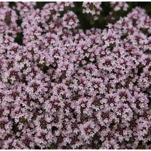 2 Live Mother of Thyme Plants - 3-6" Pink Creeping Thyme - Perennial Groundcover